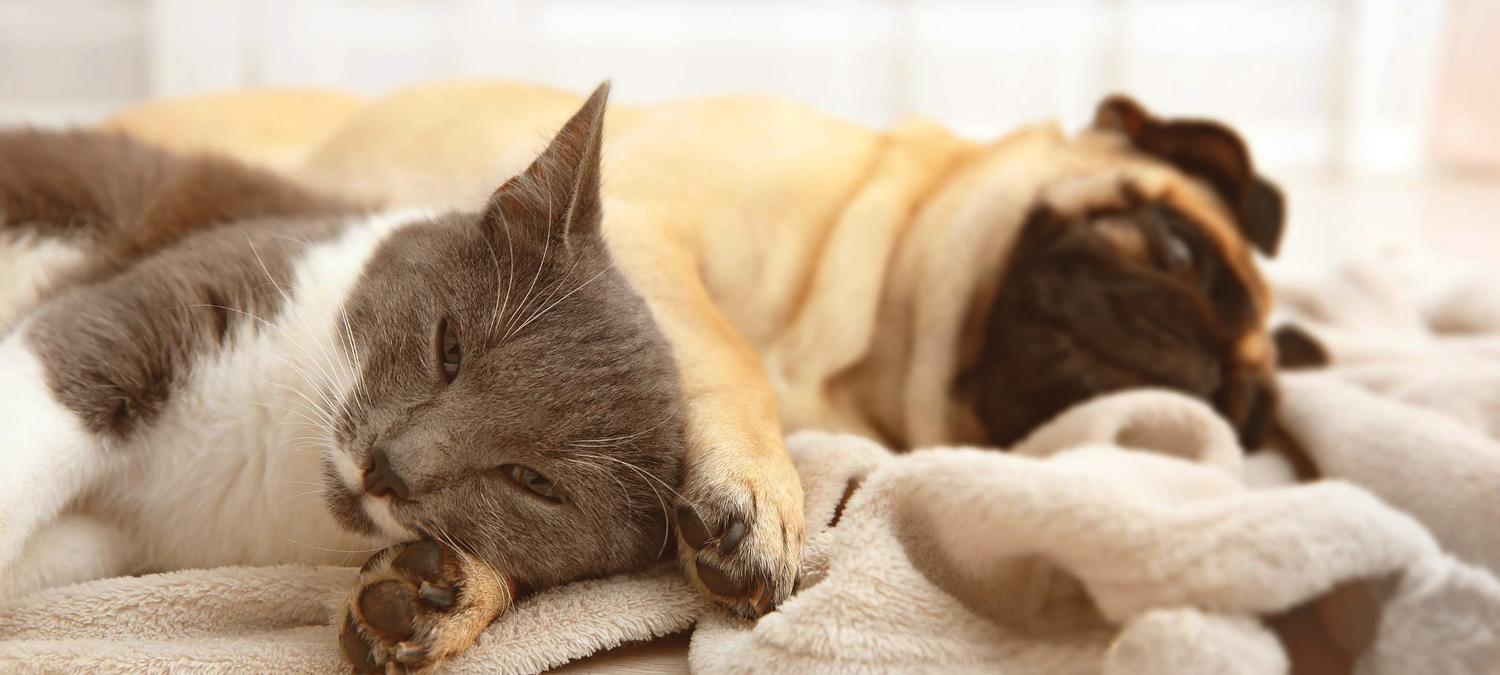 Montemezzi Travel Experience | Vigasio | 4