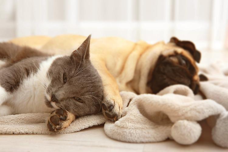 Montemezzi Travel Experience | Vigasio | 1