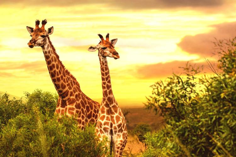 Montemezzi Travel Experience | Vigasio | 5