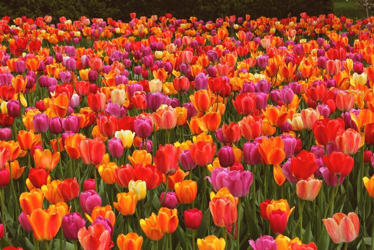 Montemezzi Travel Experience | Vigasio | 4